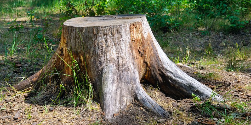 Reasons To Remove Tree Stumps Attaway Tree Service